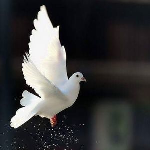 Meet your Posher, Gail